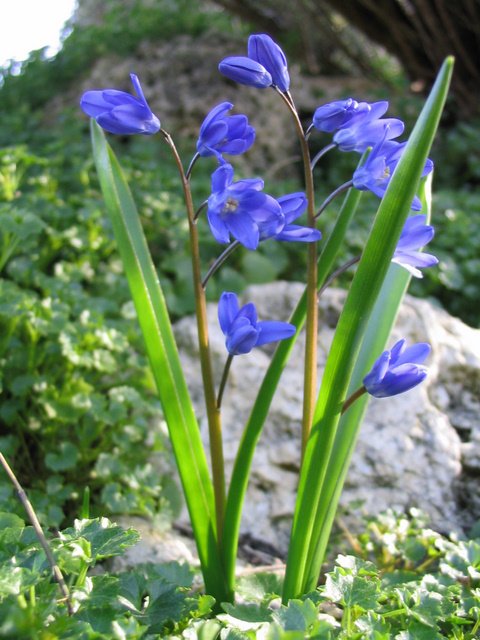 Scilla siberica
